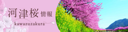 河津桜情報